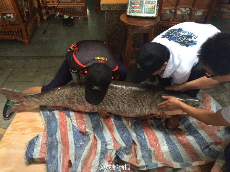 圖為父子倆翻動(dòng)大魚。