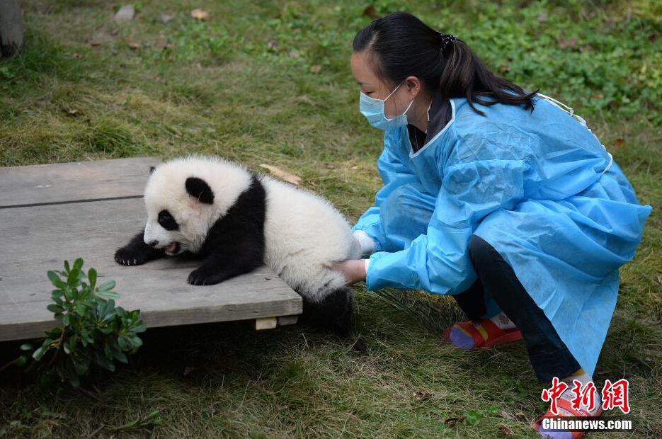 一名飼養(yǎng)員正幫助一只小大熊貓練習(xí)攀爬。