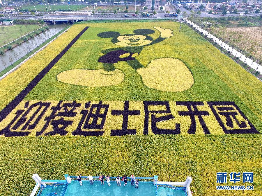 10月25日，游客在觀景臺上觀賞“米老鼠”稻田畫。