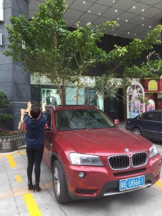 一輛停在停車(chē)位上的寶馬轎車(chē)，被墜落的樹(shù)枝砸中，樹(shù)枝徑直插入車(chē)內(nèi)，現(xiàn)場(chǎng)引發(fā)不少市民圍觀拍照。