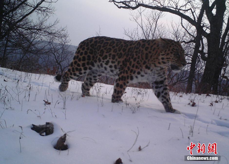 黑龍江老爺嶺保護(hù)區(qū)多次拍到野生東北虎、豹影像