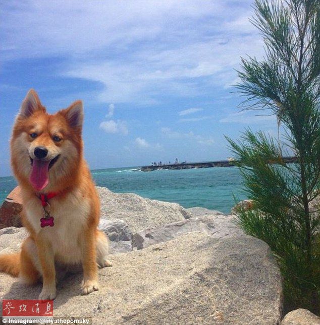 狐貍還是狗？藍眼睛萌寵走紅網(wǎng)絡