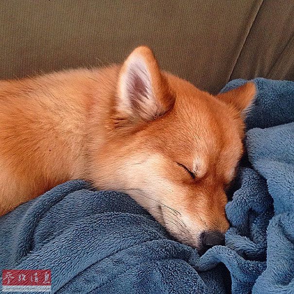 狐貍還是狗？藍眼睛萌寵走紅網(wǎng)絡