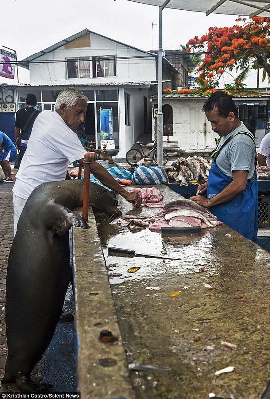 厄瓜多爾海獅成魚攤“?？汀?排隊(duì)“買”金槍魚