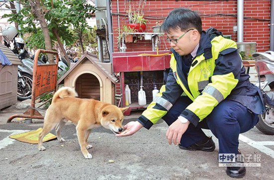 圖中這只柴犬生性好動(dòng)，逢人就搖起臀部及尾巴