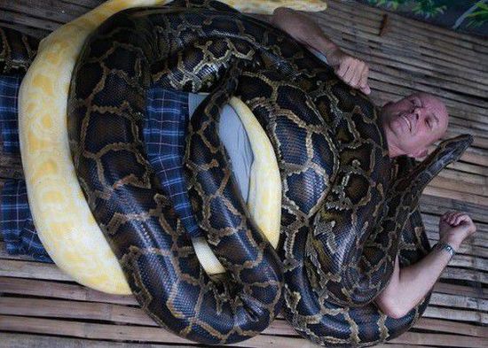 菲律賓一家動物園為游客提供蟒蛇按摩服務。