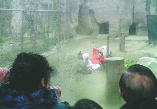 昨日，成都動物園，男子進入白虎活動區(qū)后被白虎拖行。動物園出動50多人成功營救下他