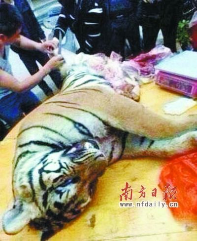 　殺虎現(xiàn)場。由匿名受訪人提供