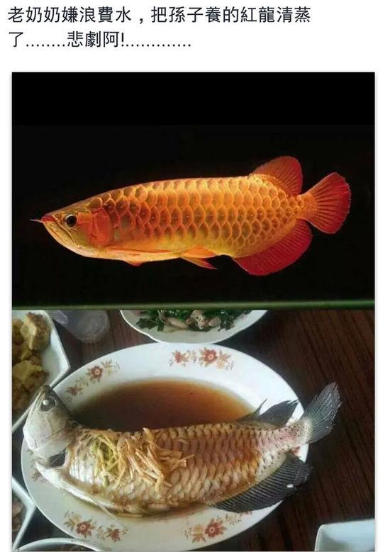 老奶奶嫌浪費(fèi)水,把孫子養(yǎng)的紅龍清蒸了。圖片取自臺(tái)媒