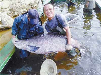 河南水庫捕到147斤重大青魚，長1.76米。
