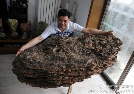 河北發(fā)現罕見野生靈芝