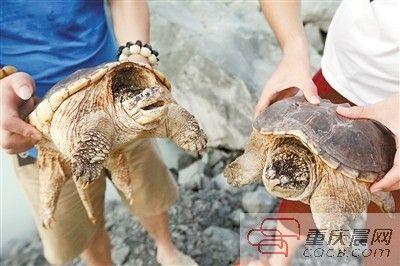 楊先生買來的鱷龜有很強的攻擊性。見習(xí)記者 雷鍵 攝