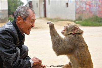 10月13日，新野縣鮑灣村耍猴人楊林貴蹲在家門口和自己的猴子玩耍。楊林貴，耍猴近三十年。