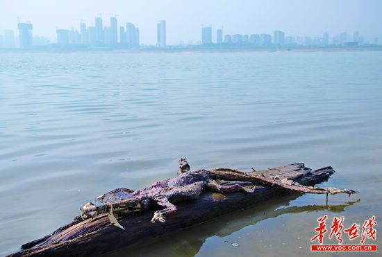 23日上午，瀏陽河與湘江交匯的地方發(fā)現(xiàn)了一條鱷魚的尸骸。
