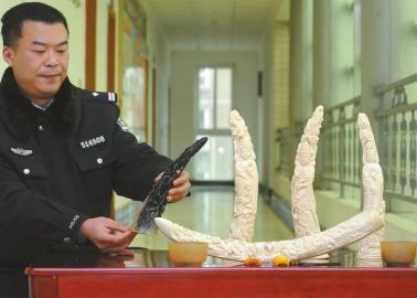 1月5日，辦案民警展示擋獲的犀牛角、盔犀鳥頭、象牙制品。