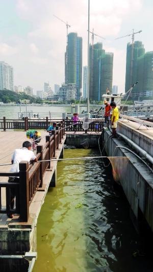 一群人正在打撈放生的龜、魚等。信息時報記者 陳文杰 攝