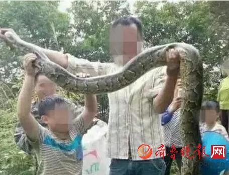 膽真大！男子抓野生大蟒燉湯 蟒蛇屬國家一級保護(hù)動(dòng)物(圖)