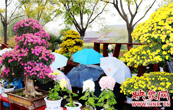 天好、花美 中國(guó)開封第32屆菊花文化節(jié)延長(zhǎng)一周