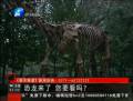 恐龍來了 你要看么？