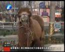駱駝肉當街叫賣合法？
