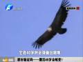 都市驗(yàn)證碼——鷹活40歲會(huì)蛻變？