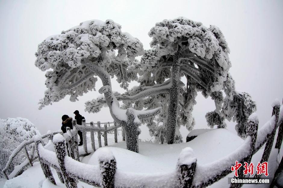 12月18日，雪后的安徽黃山風(fēng)景區(qū)出現(xiàn)了大面積雪凇美景，銀裝素裹，玉樹瓊枝，游人置身其間，如醉如癡。