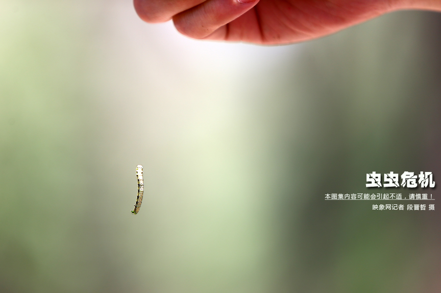 當(dāng)小蟲子從樹上垂絲而下懸在半空中時(shí)，給路上的行人帶來諸多不便