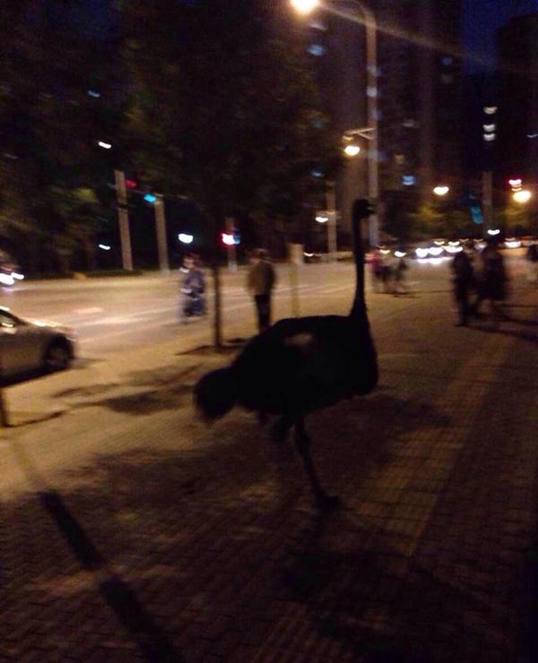 北京4只鴕鳥(niǎo)上街"遛彎" 狂奔速度超汽車(chē)