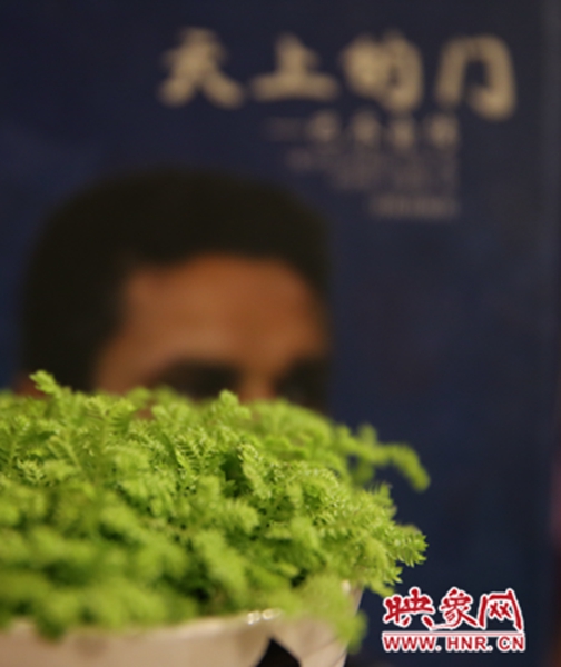 書架上精心布置的綠色植物。